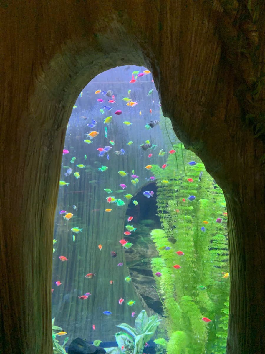 河內三小時行程|河內奇幻海洋 × 綠野公園放電之旅