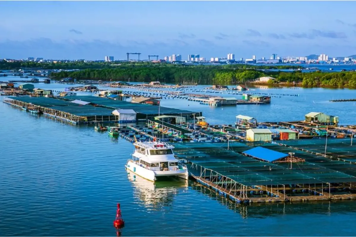 Long Son Floating Oyster Raft Village (Lang be Long Son)
